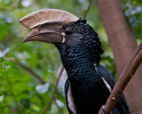 Silvery cheeked hornbill - Alchetron, the free social encyclopedia