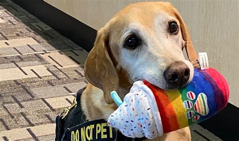 Eebbers, TSA’s oldest and cutest bomb-sniffing dog, retires after a ...