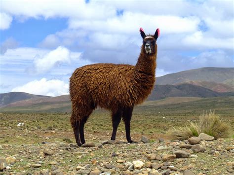 Llama | Wild Life World