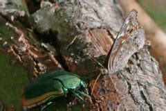 Figeater Beetle » Tips on Identification & Control