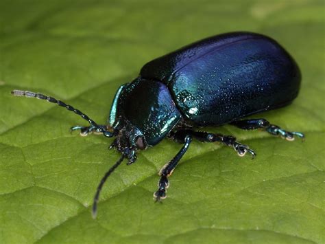 File:Alder leaf beetle from the High Tatras (7663242448).jpg