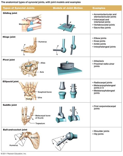 Here are some types of joints and how they differ in the body depending ...