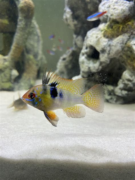 Photo #2 - German Blue Ram - Dwarf Gourami, German Blue Ram,...