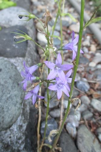 Campanula: Edible Bellflowers – GoodFood World