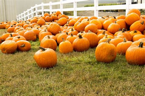 Pumpkins Free Stock Photo - Public Domain Pictures