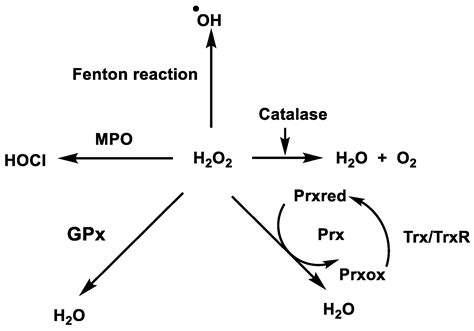 Catalase Reaction With Hydrogen Peroxide