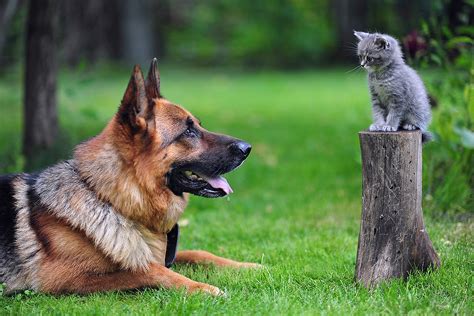 Animaux Chat Et Chien HD Fond D'écran