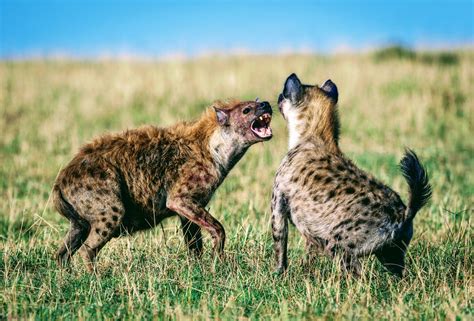 African Hyena Fight