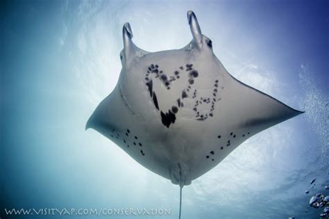 Manta Ray Conservation | Manta Ray Bay Resort | Exclusive Diving at its Finest. | Yap, Micronesia