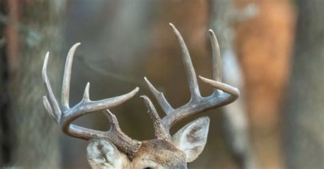 What is a Ten-Point Buck? - eatingthewild.com