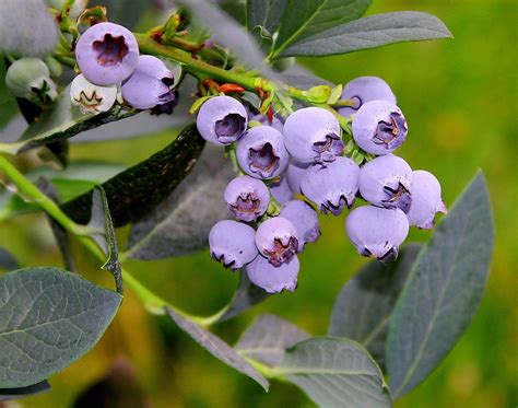 Blueberry varieties that thrive in Bay Area - SFGate