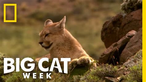 Becoming a Hunter | Puma! Elusive Hunter of the Andes - YouTube