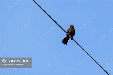 Male Blackbird (Turdus merula) perching on a telephone wire - SuperStock