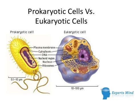 Prokaryotic cells vs. eukaryotic cells