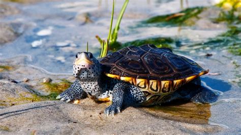 What's a Diamondback Terrapin Turtle? | Pet Turtles - YouTube