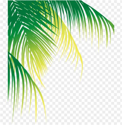 Report Abuse - Coconut Leaf Vector PNG Transparent With Clear ...