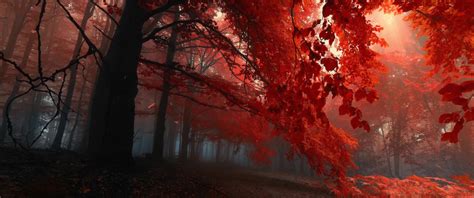 Autumn Forest Live Wallpaper - MoeWalls