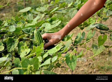 Rice plant hand hi-res stock photography and images - Alamy