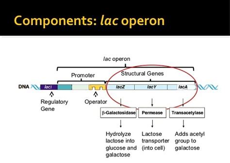 Regulation of gene expression of Lac Operon in E. coli - Online Science Notes