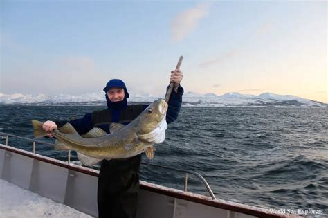 Sailing in the Lofoten Islands (Norway) - The Ultimate Guide