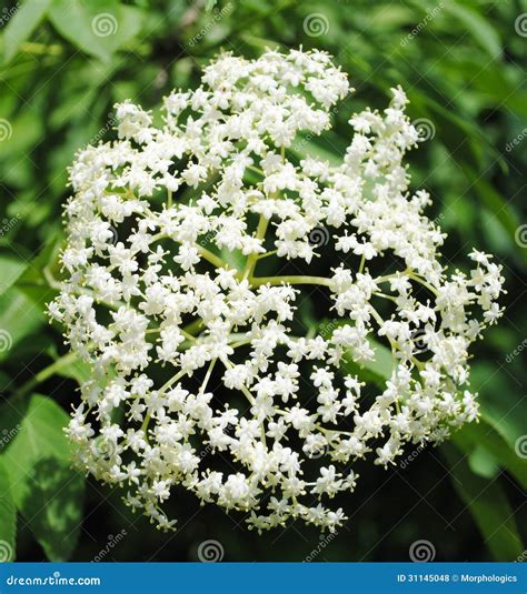 Elderberry flower stock photo. Image of fertile, healthy - 31145048