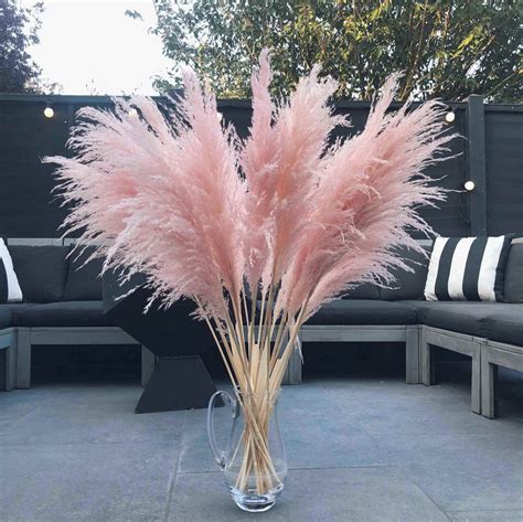 Dried Tall and Fluffy Pink Pampas Grass - UK - Kiss My Pampas