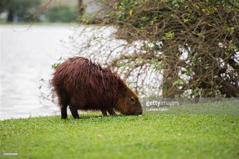 Capybara Herd Grazing In Barigui Park High-Res Stock Photo - Getty Images