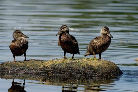 Ducklings on the Pond · Free Stock Photo