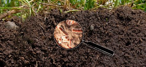 Why Soil Microorganisms are Vital to your Gut Health