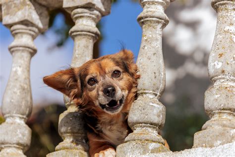 Yapping little dog on a balcony - Photo #9446 - motosha | Free Stock Photos