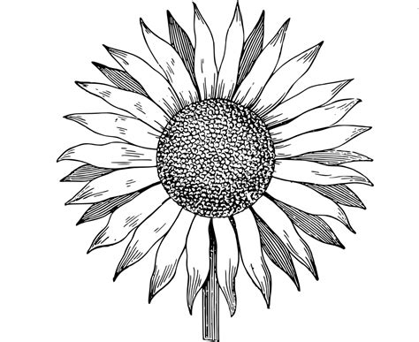 Sunflower Drawing Easy | Free download on ClipArtMag