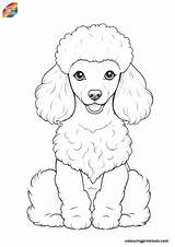 15  Coloring Pages Of Poodles FREE PRINTABLES sketch template