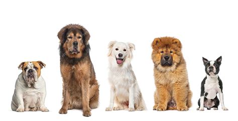 Premium Photo | Five dogs of different breeds sitting together in a row ...