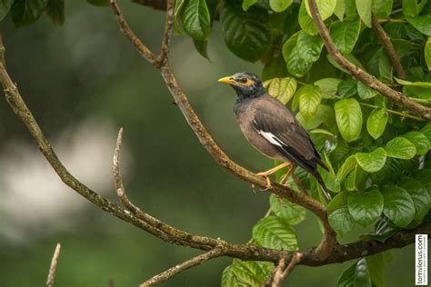 Small to medium-sized birds of Fiji - Part 1 - Livingdreams.tv