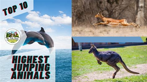 The 10 Highest Jumping Animals in the World - YouTube