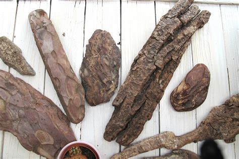 14 pieces of pine tree bark / tree skin / mixed selection | Etsy