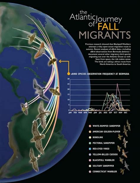 understanding bird migration, with cornell lab of o's frank la sorte ...