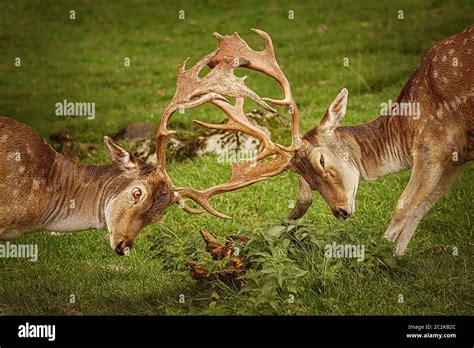 Antler fight hi-res stock photography and images - Alamy