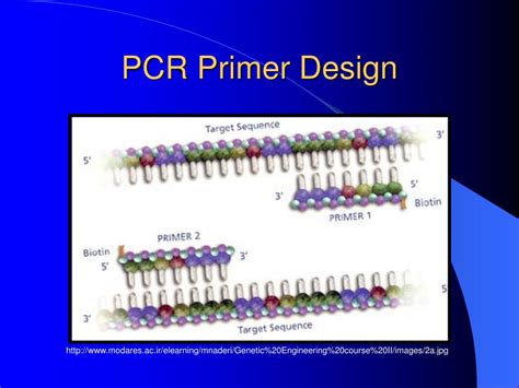 PPT - PCR Primer Design PowerPoint Presentation, free download - ID:737169