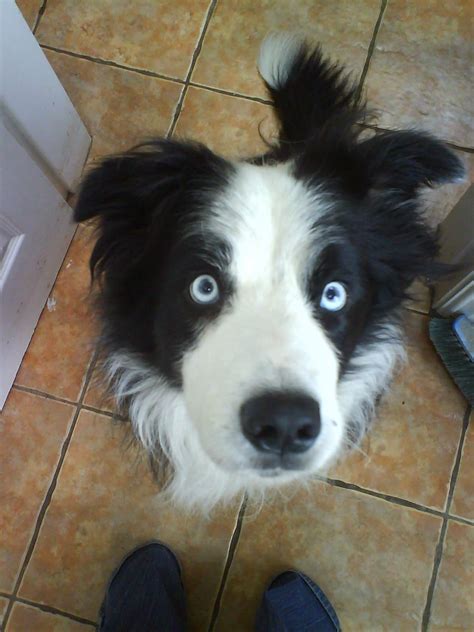 Jess 1 in 100 blue eyed solid black & white border collie | Border collie blue merle, Border ...