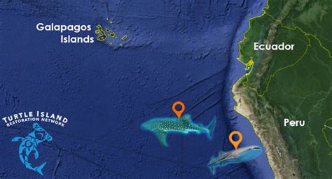 Whale Sharks Back on the Map | Turtle Island Restoration Network