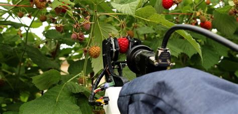 Automated raspberry harvesting could be a reality in five years | News ...