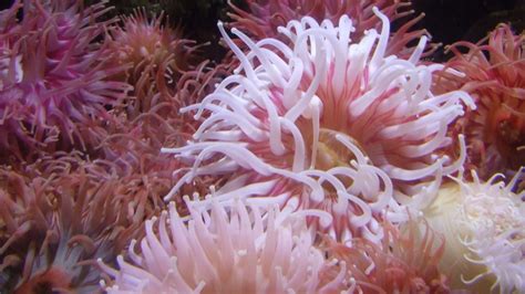 Top 5 Anemones For Any Saltwater Aquarium - My Reef