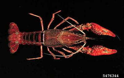 Invasive Species: Red Swamp Crayfish