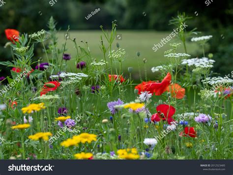 5,531 Poppy varieties Images, Stock Photos & Vectors | Shutterstock