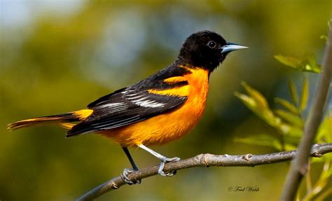 fred walsh photos: Baltimore Oriole - Male