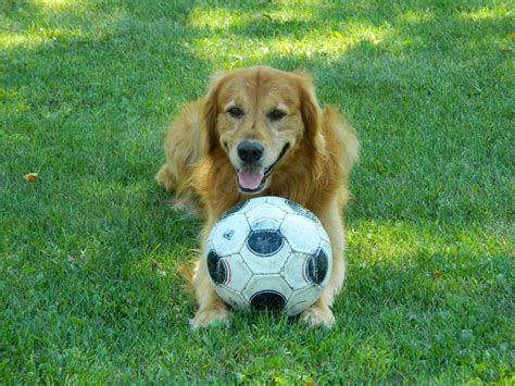 98 best Dogs Playing Soccer images on Pinterest | Football, Futbol and Soccer