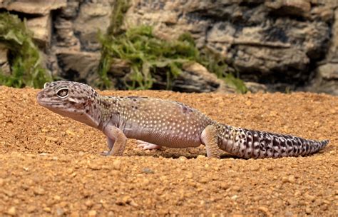 10 Difference Between Gecko and Lizard with Similarities - Animal ...