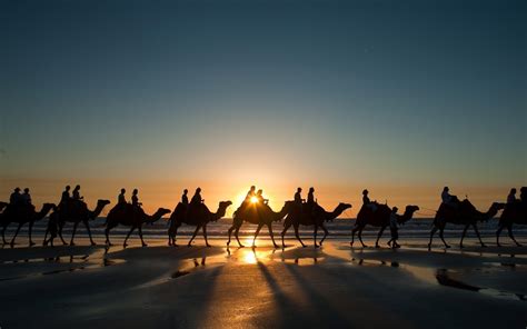 landscape, Nature, Sunset, Camels, Desert Wallpapers HD / Desktop and ...