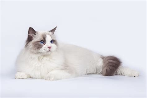 Ragdoll Charakter, Haltung & Pflege | zooplus